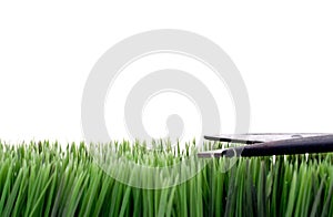 Cutting the grass with scissors