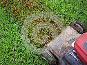 Cutting grass via lawnmower