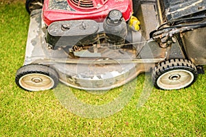 Cutting green grass in yard with lawnmower.