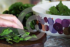 A cutting green leaves of salad on the cutting board