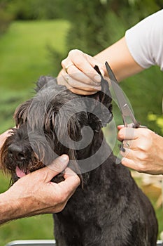 Cutting hair on the dog's ears