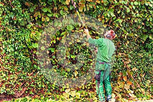 Cutting a hedge