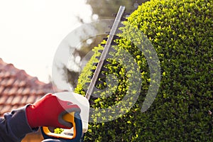 Cutting a hedge with electrical hedge trimmer.