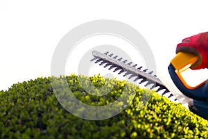 Cutting a hedge with electrical hedge trimmer.