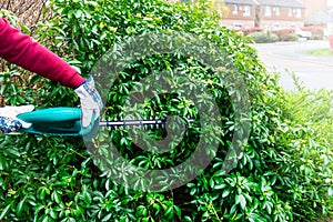 Cutting a hedge with electrical hedge trimmer