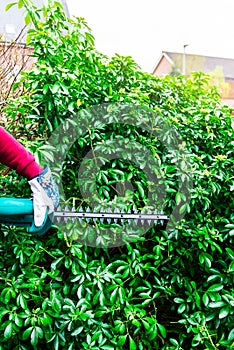 Cutting a hedge with electrical hedge trimmer