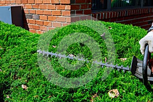 Cutting a hedge with hedge trimmer. Selective focus