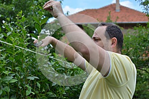 Cutting Hedge with Scissors