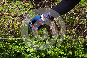 Cutting a hedge with scissors close-up
