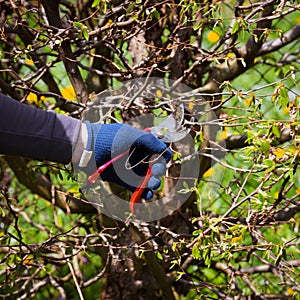 Cutting a hedge with scissors close-up