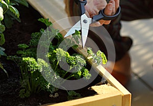 Cutting homegrown parsley from a herbal raised bed on a balcony