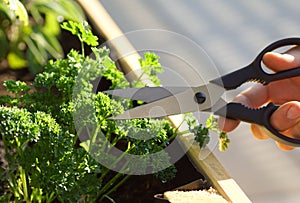 Cutting homegrown parsley from a herbal raised bed on a balcony