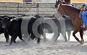 Cutting horse moves after steers photo