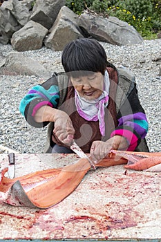 Cutting of just catched salmon on the bank of Anadyr firth, Chukotka