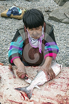 Cutting of just catched salmon on the bank of Anadyr firth, Chukotka