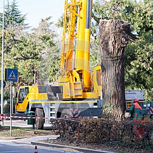 Cutting a large tree in a city.