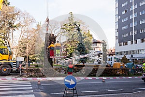 Cutting a large tree in a city.