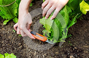 Cutting lettuce with a cutter