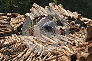 Cutting logs