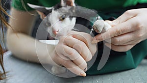 Cutting long sharp cat claws. Close-up of cat paws in focus while clipping away long claws.