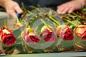 cutting longstem roses and placing them in water