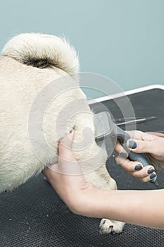 Cutting a Mug breed dog in an animal beauty salon.