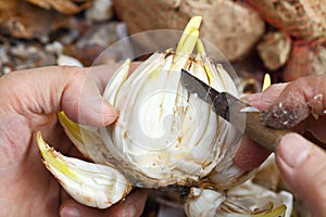 Cutting narcissus bulb