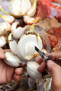 Cutting narcissus bulb by human hand