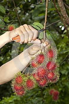 Cutting negrito fruit by Clipper King in gaeden