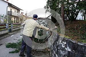 Cutting off branches of cypress tree