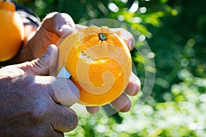 Cutting of a orange, munnata di arancia photo