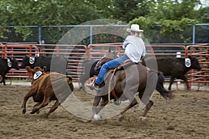 Cutting out Calf Number Four Panning and Motion Blur photo