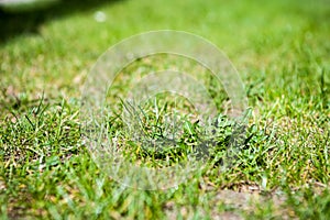 Cutting out weeds photo