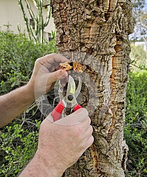 Cutting a piece of bark from a cork oak trunk