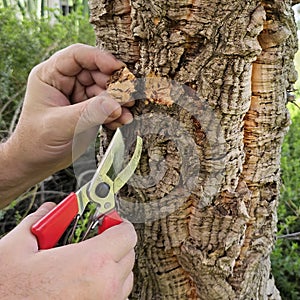 Cutting a piece of bark from a cork oak trunk