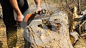 Cutting in pieces a tree