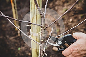 Cutting and pruning branches of a young apple tree