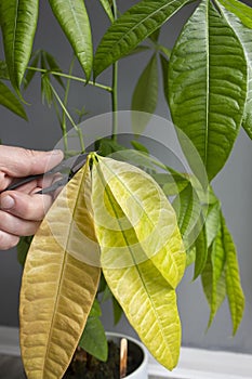 Cutting pruning dead leaves from a Pachira Aquatica plant.