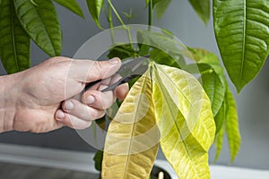 Cutting pruning dead leaves from a Pachira Aquatica plant.