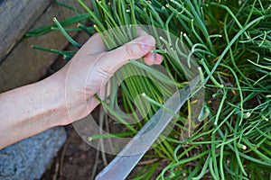 Cutting and pulling fresh chive