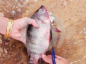 Cutting raw fresh tilapia fish