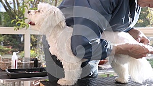 Cutting the rear leg paw of adorable white dog