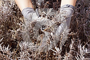 Cutting the remains of last year`s plants with a pruner. Forming a lavender bush. Early spring garden work