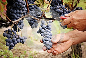 Cutting ripe grape