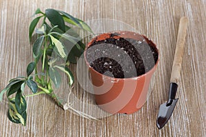 Cutting with root of Schefflera arboricola or dwarf umbrella tree named and pot with soil for planting on the wooden background