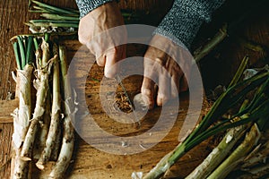 cutting the roots of some raw calcots typical of catalonia