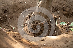 Cutting roots from trunk tree