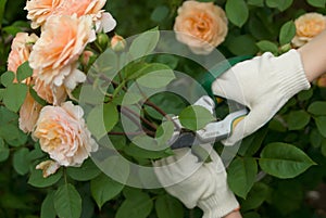 Cutting a roses