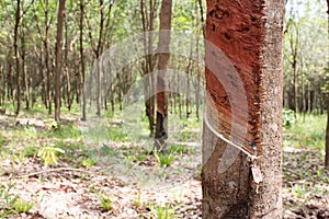 Cutting rubber tree in thailand