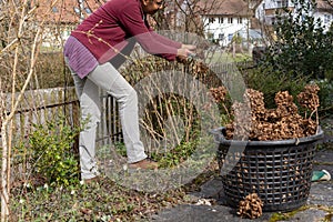 Cutting with secateurs old plant stalks in springtime